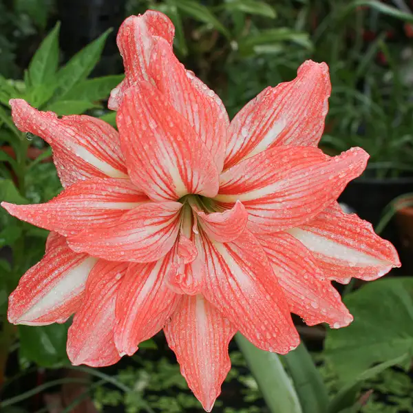 Hippeastrum Lady Jane Hippeastrum Lady Jane