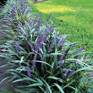 Liriope Evergreen Giant 140mm Liriope Evergreen Giant 140mm