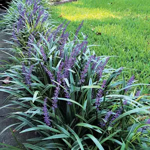 Liriope Evergreen Giant 140mm Liriope Evergreen Giant 140mm