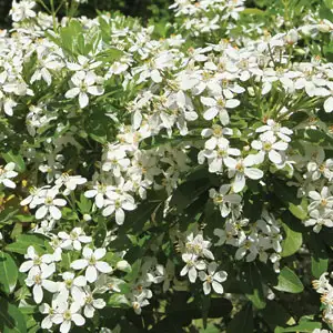 Mexican Orange Blossom 68mm Mexican Orange Blossom 68mm