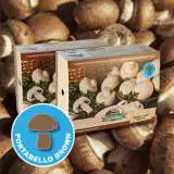 Mushroomkits Brown - Garden Express Australia
