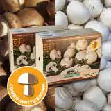 Mushroomkits Combo - Garden Express Australia