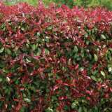 Photinia Red Robin Lpophorro 2019 - Garden Express Australia