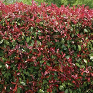 Photinia Red Robin 50mm Pot Photinia Red Robin 50mm Pot