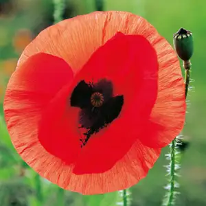 Seed – Poppy Flanders Red Remembrance Seed – Poppy Flanders Red Remembrance