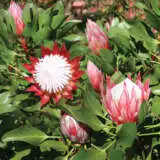 Protea Little Prince (Pbr) 140mm Protea Little Prince (Pbr) 140mm