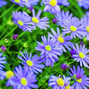Starter Pack – Rock Daisy Starter Pack – Rock Daisy