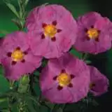 Rock Rose Brilliancy Rock Rose Brilliancy