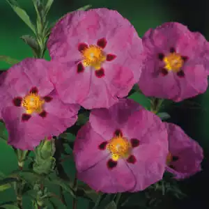 Rock Rose Brilliancy Rock Rose Brilliancy