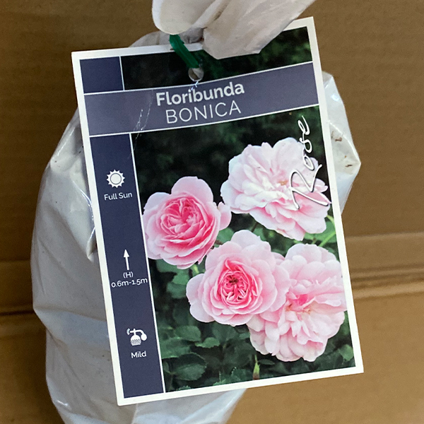 Rose Bonica Rose Bonica