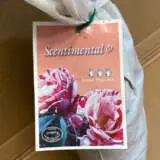Rose Scentimental (Pbr) Rose Scentimental (Pbr)