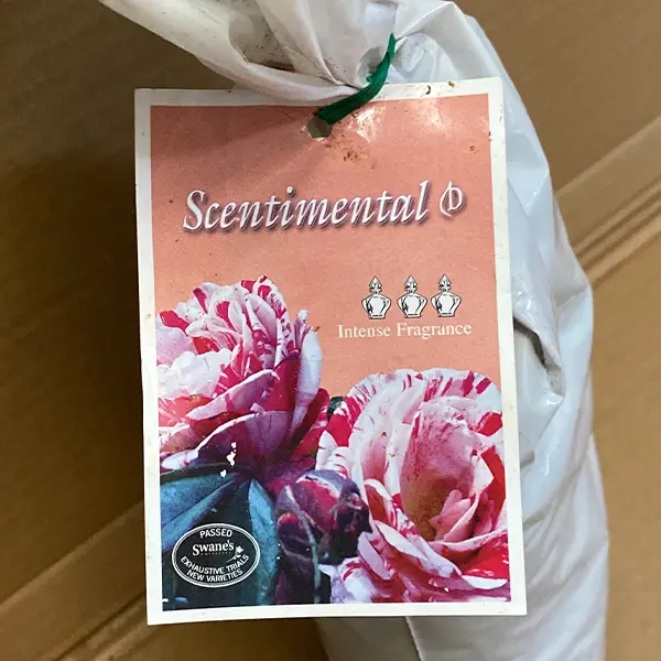 Rose Scentimental (Pbr) Rose Scentimental (Pbr)