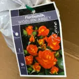 Rose Woburn Abbey Rose Woburn Abbey