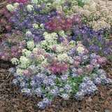 Seed Alyssum Aphrodite Mixed Seealyami - Garden Express Australia