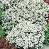 Seed Alyssum Carpet Of Snow 2019 Seealycos - Garden Express Australia
