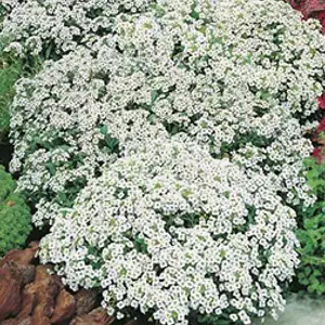 Seed – Alyssum Carpet Of Snow Seed – Alyssum Carpet Of Snow