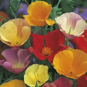Seed – Californian Poppy Single Mixed Seed – Californian Poppy Single Mixed