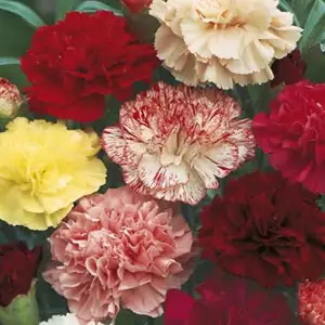 Seed – Carnation Choice Double Mixed Seed – Carnation Choice Double Mixed