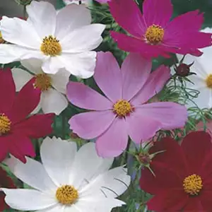 Seed – Cosmos Sensation Mixed Seed – Cosmos Sensation Mixed