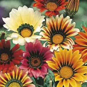 Seed – Gazania Sunshine Hybrid Seed – Gazania Sunshine Hybrid