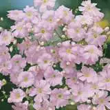 Seed Gypsophila Bright Rose 2019 Seegypbro - Garden Express Australia