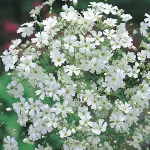 Seed – Gypsophila Monarch White Seed – Gypsophila Monarch White