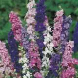 Seed Larkspur Giant Imperial Mixed Seelargim - Garden Express Australia