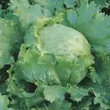 Seed Lettuce Great Lakes Seeletgla - Garden Express Australia