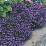 Seed Lobelia Crystal Palace Compacta Seelobcpc - Garden Express Australia