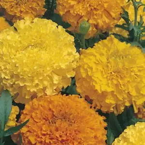 Seed – Marigold Crackerjack African Seed – Marigold Crackerjack African