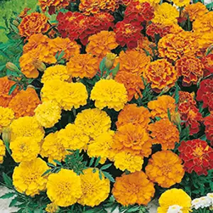 Seed – Marigold (french) Dwarf Double Mixed Seed – Marigold (french) Dwarf Double Mixed