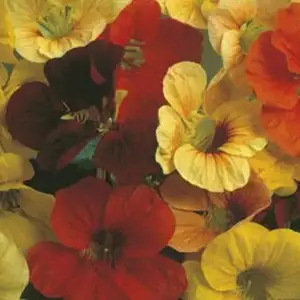 Seed – Nasturtium Tip Top Mixed Seed – Nasturtium Tip Top Mixed