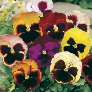 Seed – Pansy Swiss Giants Mixed Seed – Pansy Swiss Giants Mixed