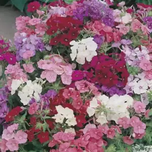 Seed – Phlox Brilliancy Seed – Phlox Brilliancy