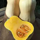 Seed Pumpkin Butternut 2019 Seepumbut - Garden Express Australia