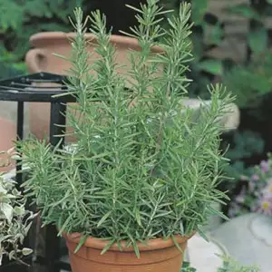 Seed – Rosemary Seed – Rosemary