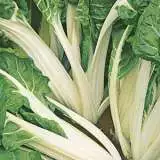 Seed Silverbeet Fordhook Giant 2019 Seesilfgi - Garden Express Australia