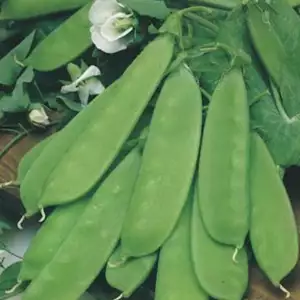 Seed – Snow Pea Oregon Dwarf Seed – Snow Pea Oregon Dwarf