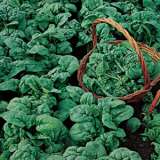 Seed Spinach Viking 2019 Seespivik - Garden Express Australia