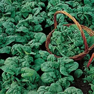 Seed – Spinach Viking Seed – Spinach Viking