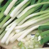 Seed Spring Onion Ishikura 2019 Seesonbis - Garden Express Australia