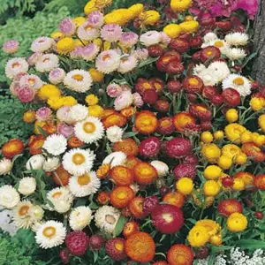 Seed – Strawflower Dwarf Mixed Seed – Strawflower Dwarf Mixed
