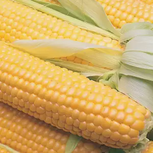 Seed – Sweet Corn Terrific F1 Value Pack Seed – Sweet Corn Terrific F1 Value Pack