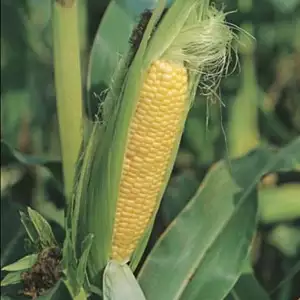 Seed – Sweet Corn Early Extra Sweet F1 Seed – Sweet Corn Early Extra Sweet F1