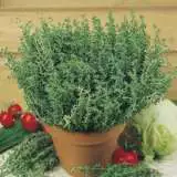 Seed Thyme 2019 Seethymeo - Garden Express Australia