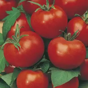 Seed – Tomato Grosse Lisse Seed – Tomato Grosse Lisse