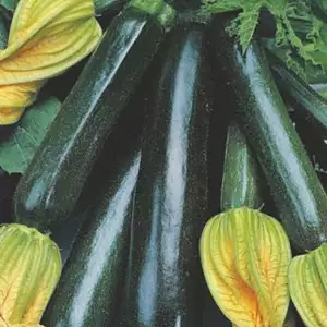 Seed – Zucchini Black Beauty Organic Seed – Zucchini Black Beauty Organic