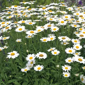 Shasta Daisy 68mm