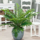Blechnum Silver Lady Fern Blechnum Silver Lady Fern