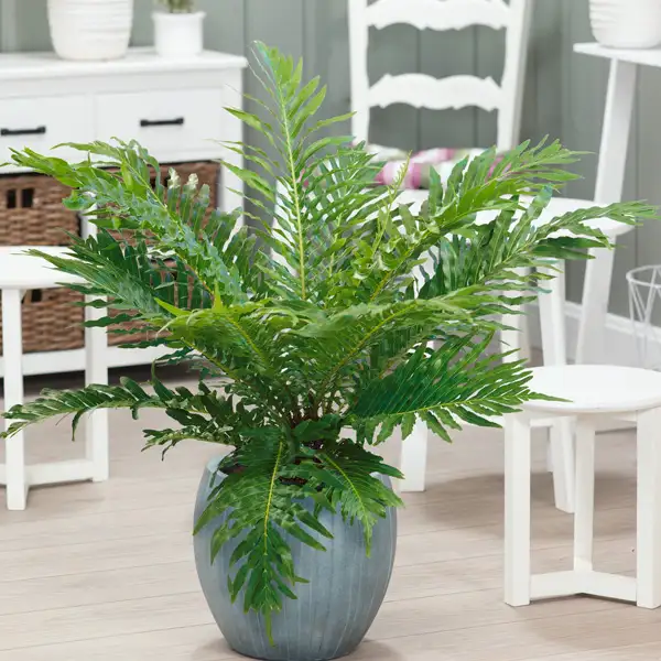 Blechnum Silver Lady Fern Blechnum Silver Lady Fern